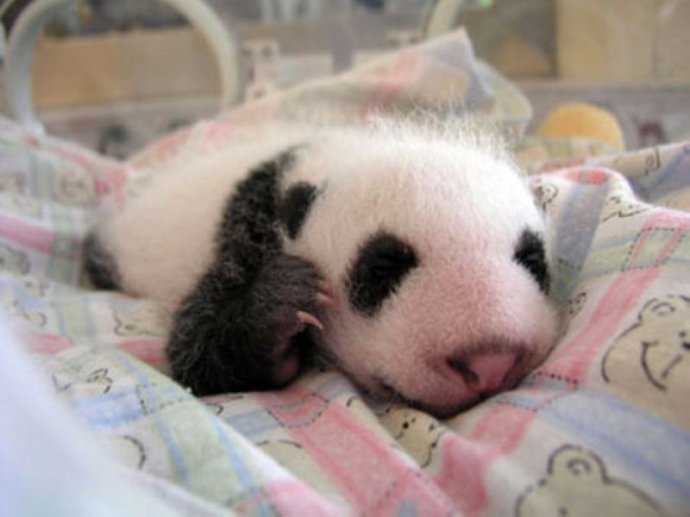 История взросления детеныша панды в фотографиях