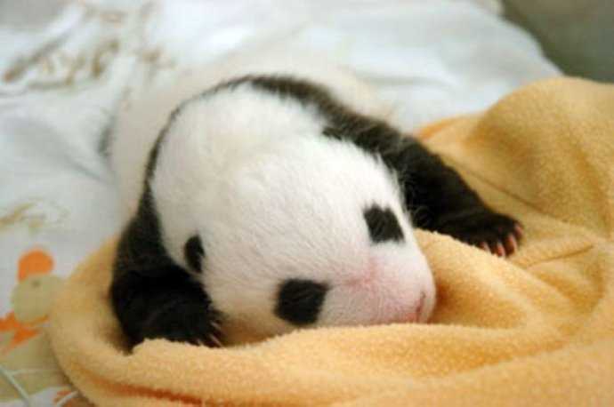 История взросления детеныша панды в фотографиях