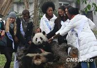 Участницы конкурса красоты «Мисс Интернешнл» посетили больших панд в городе Чэнду