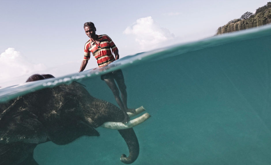 На Андаманских островах погонщик слонов Назру стоит на бивнях слона Раджана, который умеет плавать.