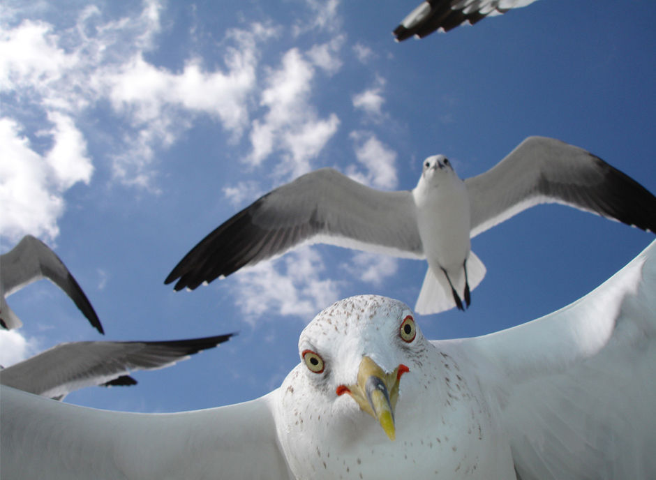На острове Санибел в штате Флорида США любопытная чайка подлетела к фотографу.