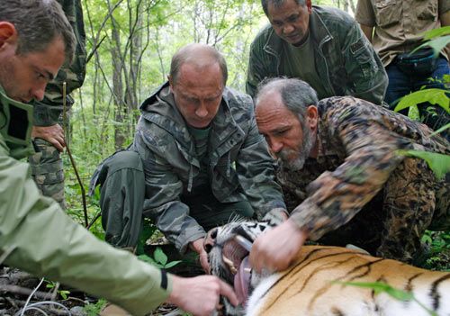 Известная путинская тигрица родила малыша