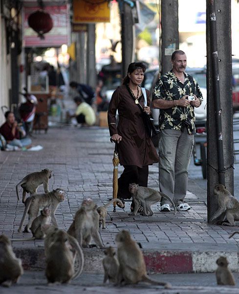 В Таиланде прошел традиционный «праздник» обезьян 1