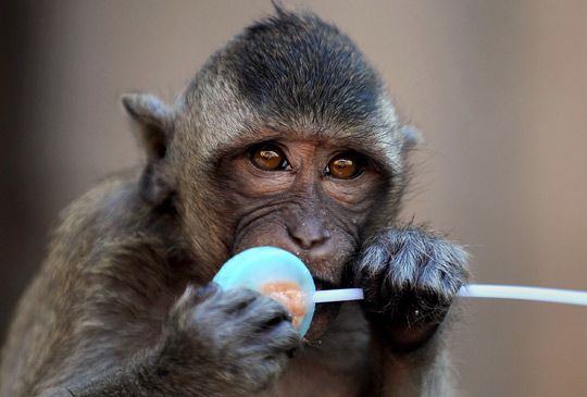 В Таиланде прошел традиционный «праздник» обезьян 3