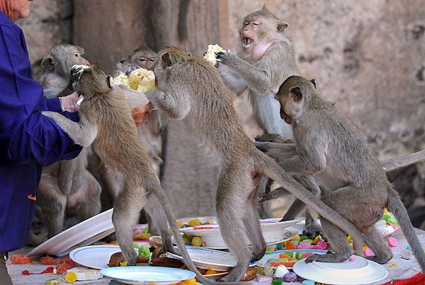 В Таиланде прошел традиционный «праздник» обезьян 4
