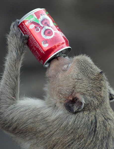 В Таиланде прошел традиционный «праздник» обезьян 5