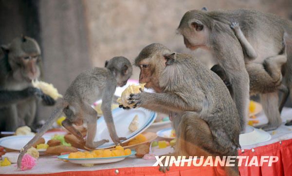 В Таиланде прошел традиционный «праздник» обезьян 6