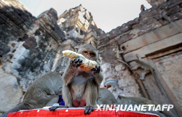 В Таиланде прошел традиционный «праздник» обезьян 7
