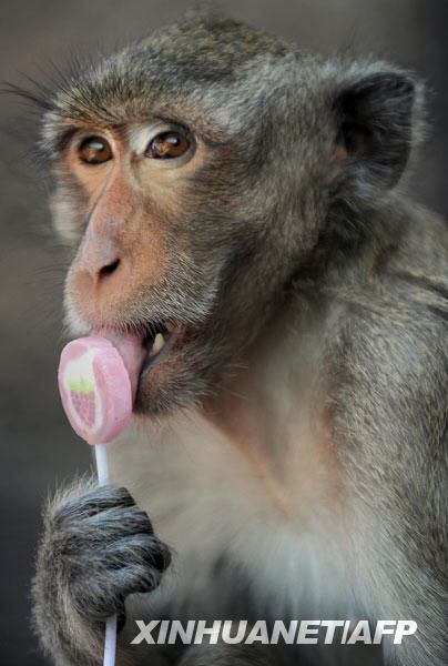 В Таиланде прошел традиционный «праздник» обезьян 8