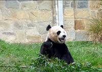Большая панда Тайшань вернется в Китай весной 2010 года