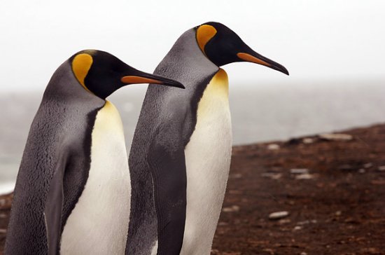Славные императорские пингвины 