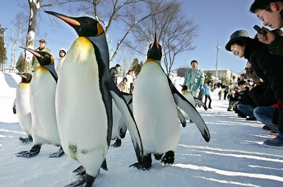 Славные императорские пингвины 