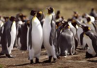 Славные императорские пингвины