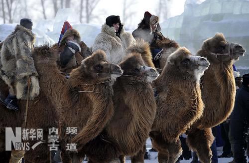 На фото: пастухи на верблюдах выступают на церемонии открытия фестиваля (8 декабря 2009 года).