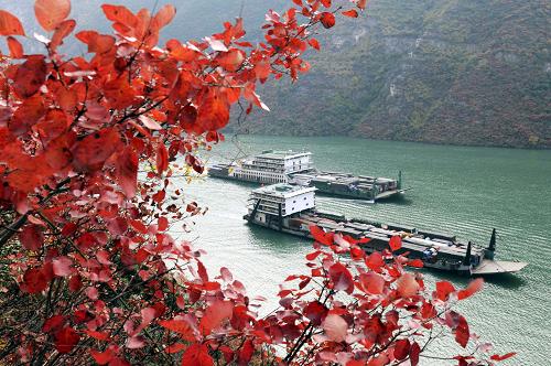 Красивые листья на реке Янцзы