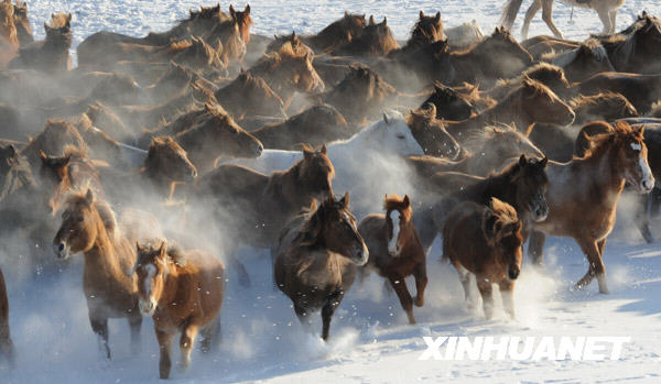 Большой табун лошадей во Внутренней Монголии КНР