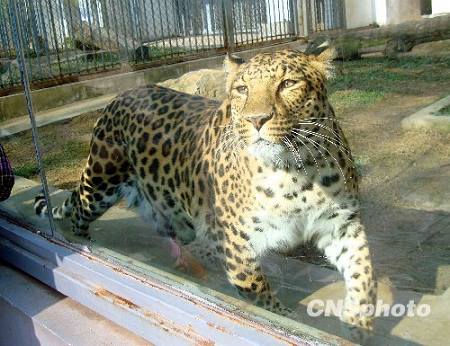 Животные в зоопарке Сучжоу наслаждаются зимним солнцем