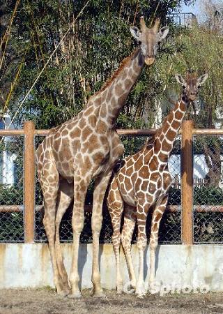 Животные в зоопарке Сучжоу наслаждаются зимним солнцем