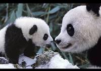 Фотографии панд в заповеднике «Волун», снятые известным фотографом диких животных Стивом Блумом