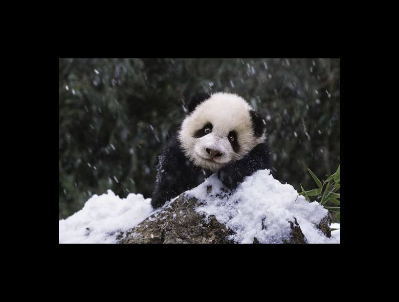 Фотографии панд в заповеднике «Волун», снятые известным фотографом диких животных Стивом Блумом
