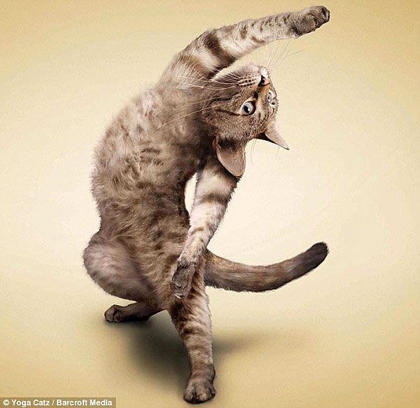 Календари «Кошки-йоги» очень популярны в Европе и США 1