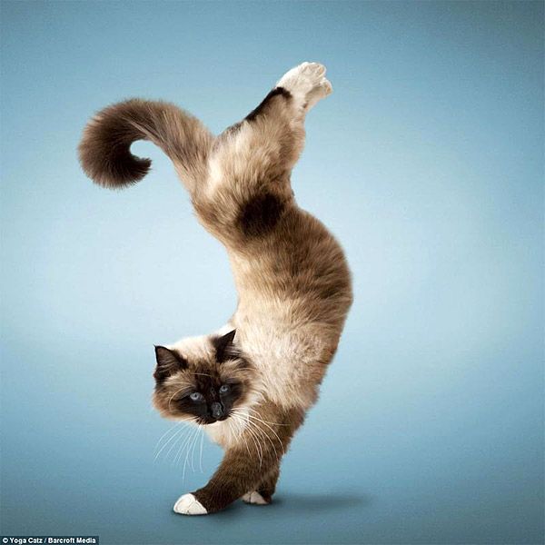 Календари «Кошки-йоги» очень популярны в Европе и США 3