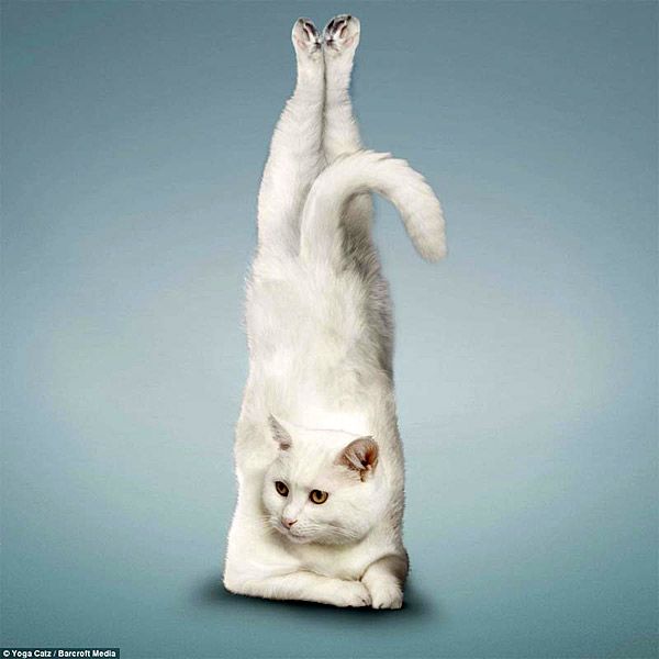 Календари «Кошки-йоги» очень популярны в Европе и США 4