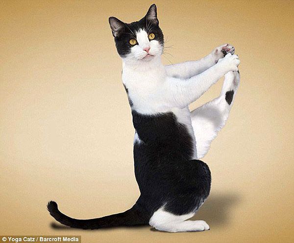 Календари «Кошки-йоги» очень популярны в Европе и США 5