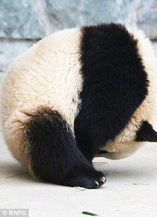 Симпатичная большая панда, которая кувыркается во сне 2