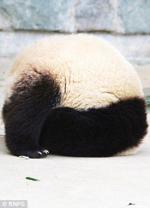 Симпатичная большая панда, которая кувыркается во сне 3