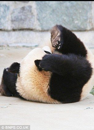 Симпатичная большая панда, которая кувыркается во сне 4