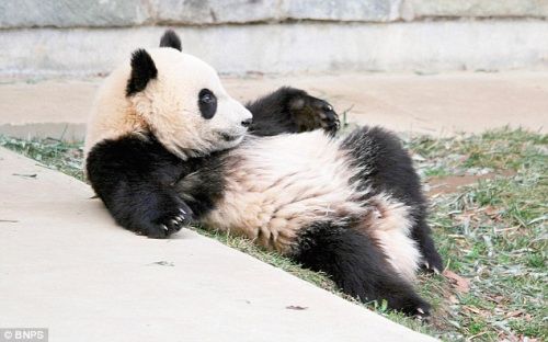 Симпатичная большая панда, которая кувыркается во сне 6