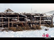 На снимке: сказочная и романтичная деревня русской национальности города Эргун - единственная деревня русской национальности в северо-восточной части Китая. 