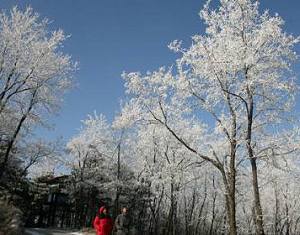 Красивая изморозь в городе Цзинань провинции Шаньдун