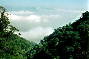 Государственный лесопарк Давэйшань провинции Хунань