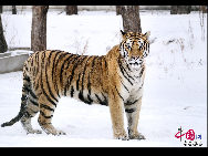 Крупнейшая в мире база по разведению северо-восточных тигров – Харбинский лесной парк северо-восточных тигров, находится на северном берегу реки Сунхуацзян и граничит с островом Тайяндао. Площадь данного парка составляет 1,44 млн. кв. метров. 