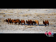 После нескольких снегопадов в степи Силиньголэ стало очень холодно. Монголы, проживающие в данной степи, продолжают пасти животных даже в таких суровых условиях. Их животные находятся в прекрасном состоянии. Степь, пастухи и животные образуют гармоничную симфонию жизни.