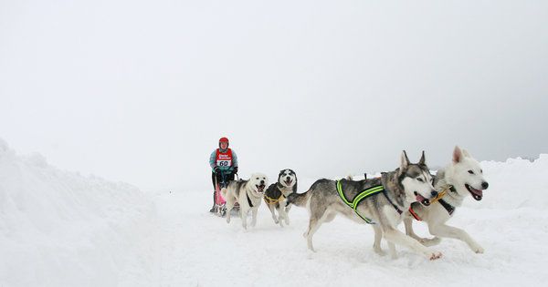 Конкурс езды в собачьих упряжках в Германии 