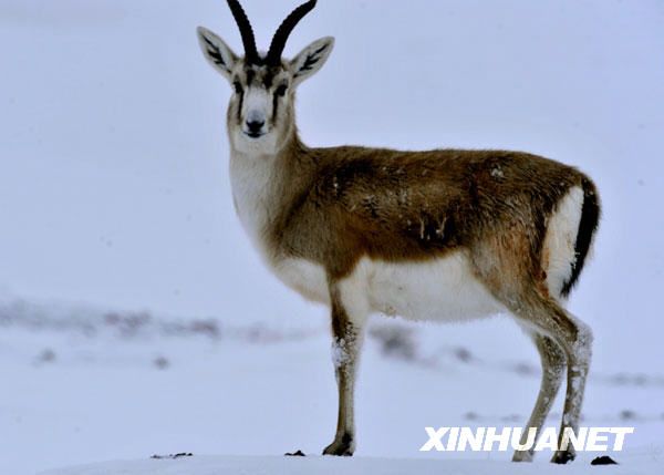 Крупномасштабная миграция диких животных в Северном Синьцзяне