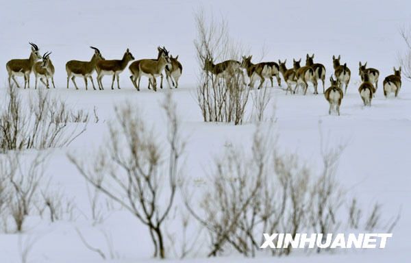 Крупномасштабная миграция диких животных в Северном Синьцзяне