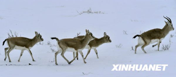 Крупномасштабная миграция диких животных в Северном Синьцзяне