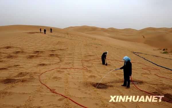 Бывший источник пыли стал «зеленым экраном» на севере Китая 3