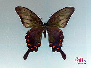 В Китае насчитывается около 1300 видов бабочек. Редкие виды бабочек обитают в основном в провинциях Сычуань, Гуанси, Юньнань, Тайвань, на острове Хайнань и других районах страны.