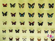 В Китае насчитывается около 1300 видов бабочек. Редкие виды бабочек обитают в основном в провинциях Сычуань, Гуанси, Юньнань, Тайвань, на острове Хайнань и других районах страны.