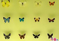 Коллекция красивых редких бабочек