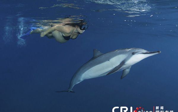 Купающиеся беременные привлекли дельфинов 