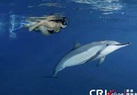 Купающиеся беременные привлекли дельфинов