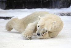 Интересные снимки: животные, балующиеся в снегу1