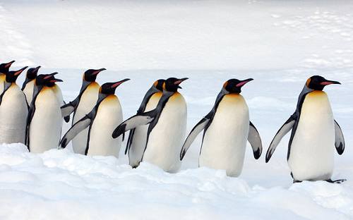 Императорский пингвин на прогулке сбрасывает лишний вес