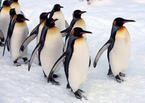 Императорский пингвин на прогулке сбрасывает лишний вес